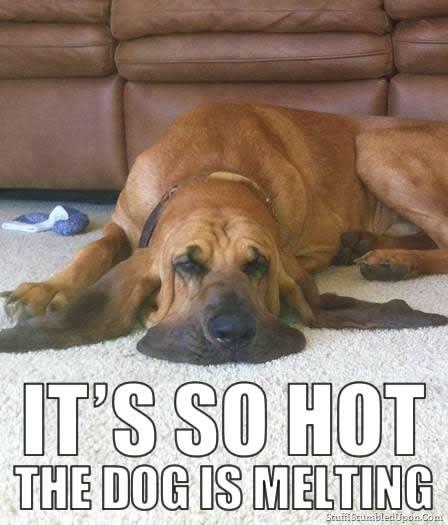 LevelUpBoston's tweet photo. So it's pretty stinkin' hot out. 1. Hydrate 2. Make sure your pets are cool! #CuteMemeSeriousMessage http://t.co/KyPZavmVPV