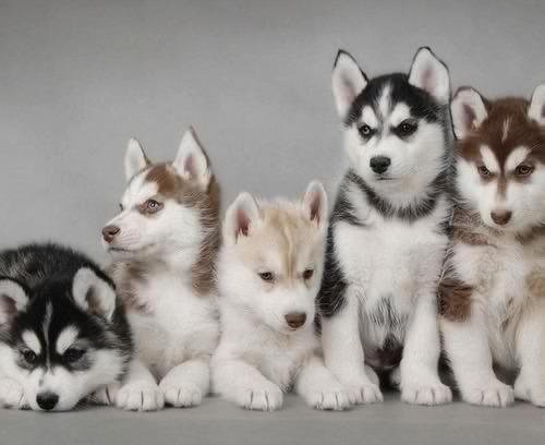 LoveOffDogs tweet picture