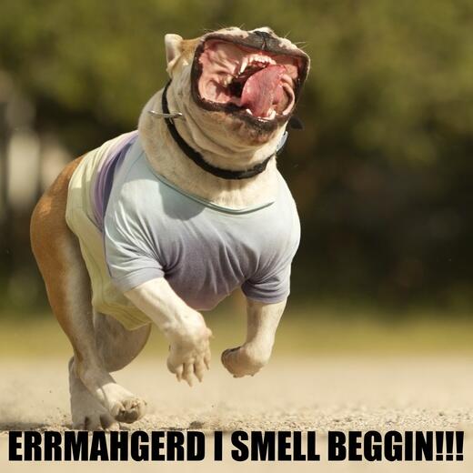 Beggin's tweet photo. Every time I hear a bag of Beggin' Strips open! #BegginTime http://t.co/lzQtHfP6h4