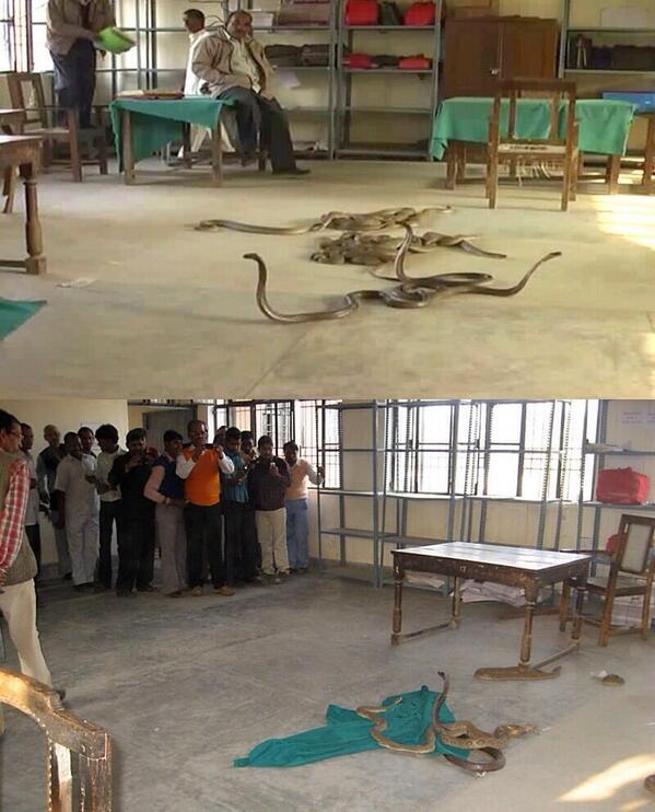 graaeb's tweet image. ‏في الهند قام المزارعون بقرية Narharpur بإلقاء 40 حية سامة في مكاتب حكومية وذلك أحتجاجآ على تلقي الموظفين للرشاوي !