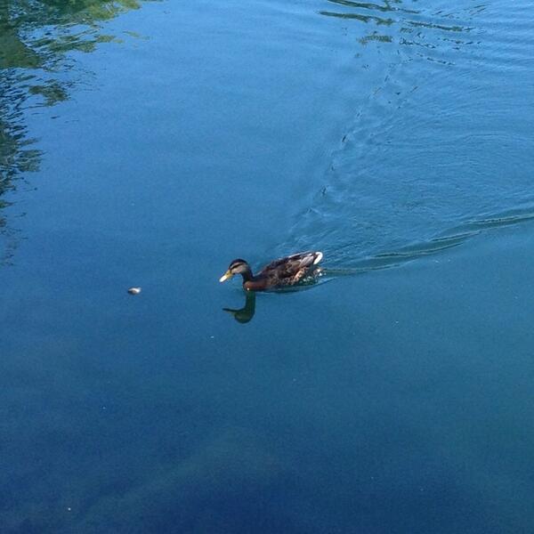 BATHSmusic's tweet image. spotted a class 3 Kaiju