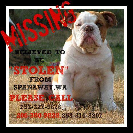 PremiumBuiltBul's tweet image. Plz help bring Diva home.. her family really misses her..plz share ty!