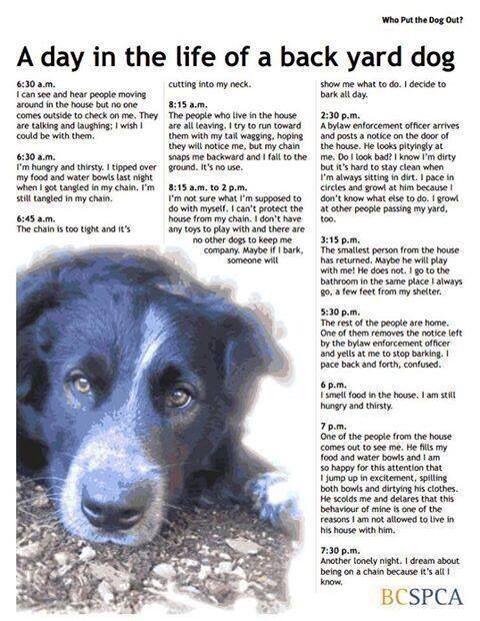 RyanHoltz1's tweet photo. Never Chain Up Your Dog! Plz Read &amp; RT! #AnimalWellBeing  @EdmontonHumane http://t.co/6HgqUaM0So