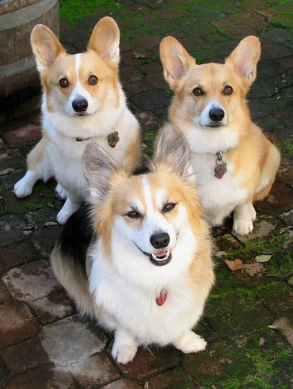 warattenanbot's tweet photo. 犬にもイケメンくんがいる http://t.co/HoWZAYeqtH