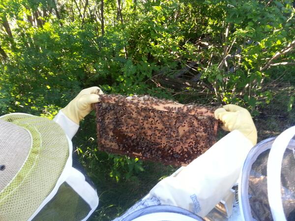 ABCbees's tweet image. #beautiful #broodpattern in @UnaCalgary hive