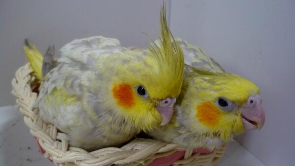 okameinko_bot's tweet photo. #オカメインコ https://t.co/8ELBESPXmw