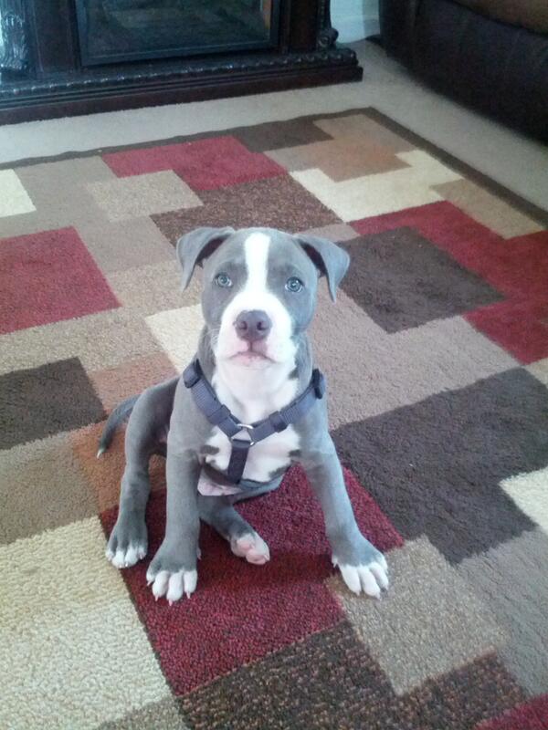 TrinaReina's tweet photo. #hello #bane #welcometotwitter #pitbull #bluepit #puppy #love :) http://t.co/nK0nO9ZitP