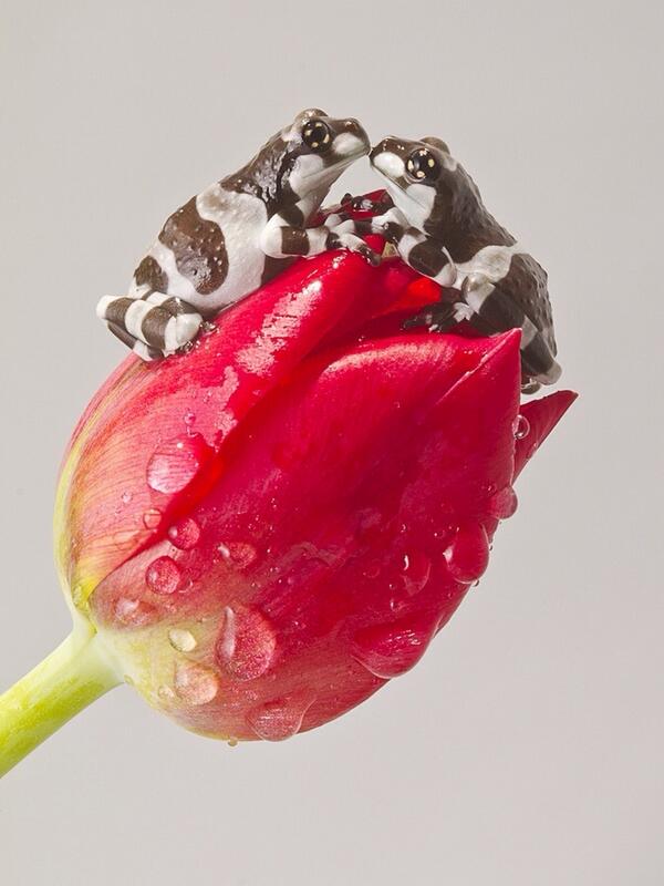 花の上で…ケロケロ