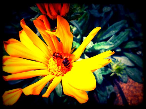 JA_Corse's tweet image. Photo du Jour des Jeunes Agriculteurs de Corse du Sud #Agriculture #Apiculture #Abeille #Corse #Jeunesagriculteurs