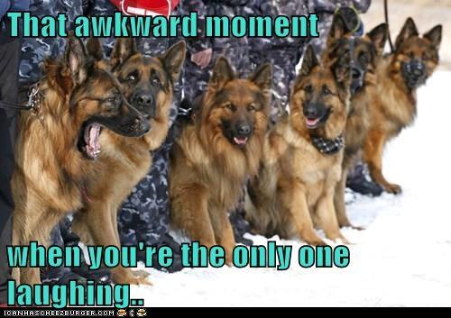 GoodOlDog's tweet image. #GermanShepherdProblems