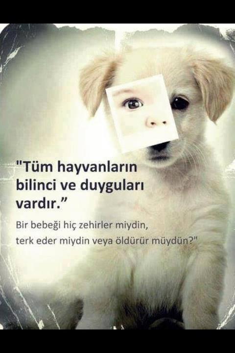 Hayvan haklarının eksiksiz tanındığı bir toplumda insan hakları problemi çoktan çözülmüş demektir!