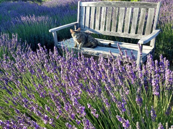 TemeculaLC's tweet photo. @TemeculaLC about to harvest #lavenderharvest http://t.co/TshZez3HtN