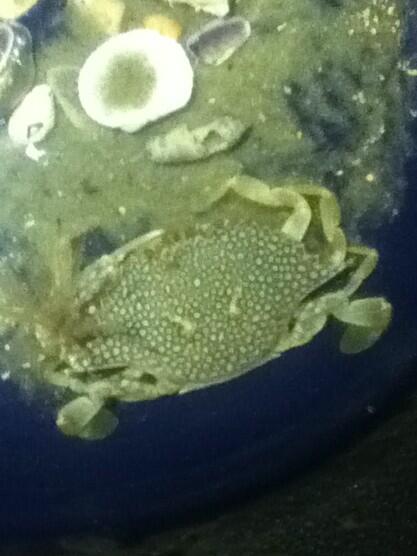 ASDFaddict's tweet image. I caught this last night