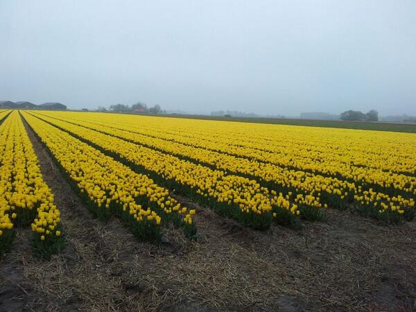 Jo Femia tweet media