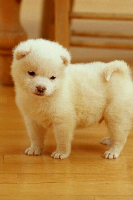 LoveOffDogs tweet picture