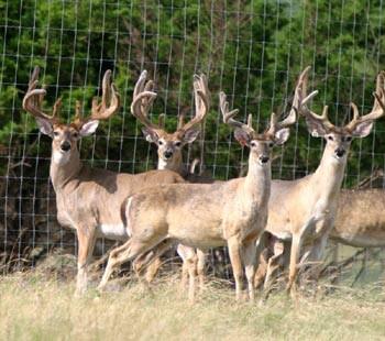 TrophyKills's tweet photo. 4 huge ranch bucks http://t.co/DChvAykcY9