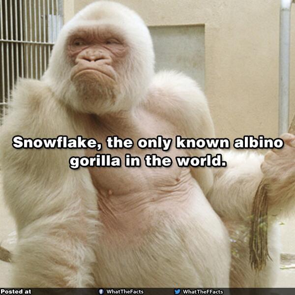 bucklandij's tweet photo. “@Facts: Snowflake....! http://t.co/hLZxqK5vr9” @xanderbuckland