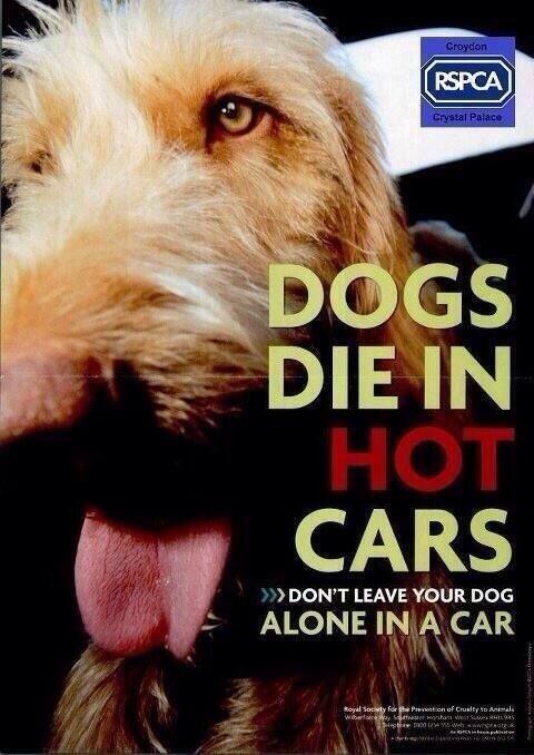 WYPDogs's tweet image. Different day same message