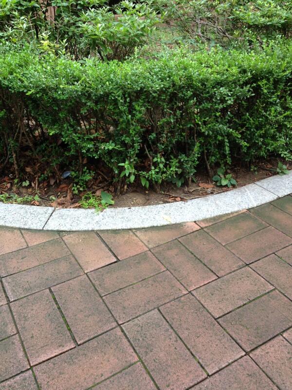 andy9013's tweet photo. 이런 녹색이 좋다!! http://t.co/Jb2XFi56Oy