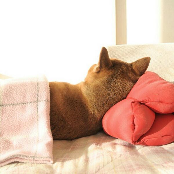 neko_pic_bot's tweet photo. 【枕はいらないんじゃない?】 もふりたくなったらRT https://t.co/KHFX9LXNix