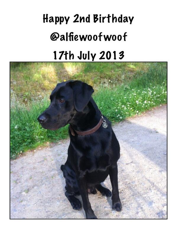 alfiewoofwoof's tweet image. #BirthdayTweet