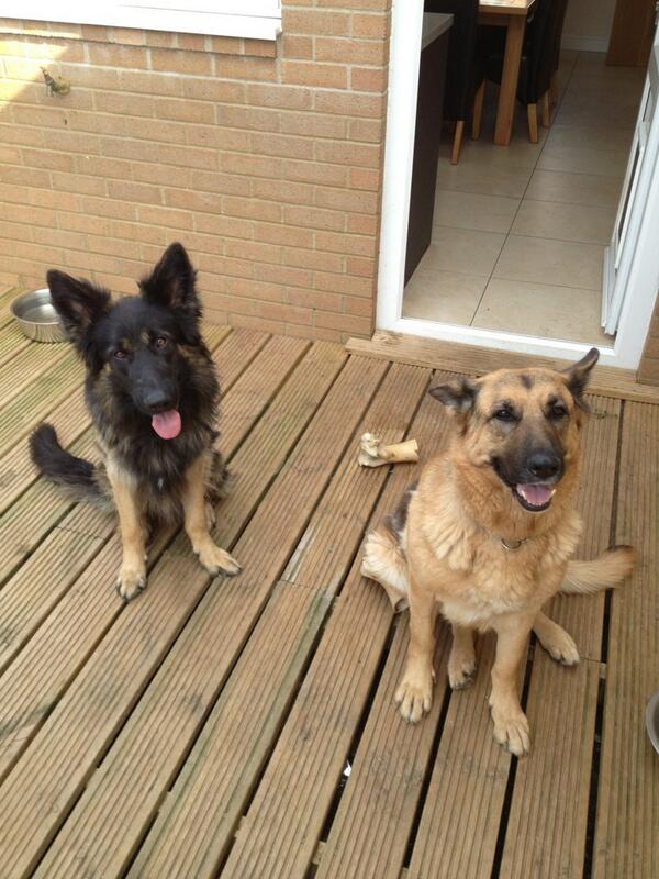 Smith1987Jay's tweet photo. @chelsfergo deece dog fergo but myne are better girl 'Kia' and 'kei' http://t.co/zrMmm8N8z0