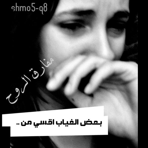 shamo5_q8 tweet picture