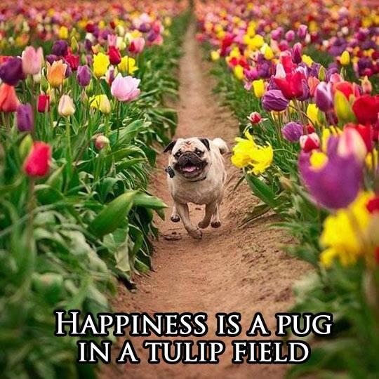 sixtydogs's tweet image. If this is the definition of 'happiness" I am smiling - hope you are too!