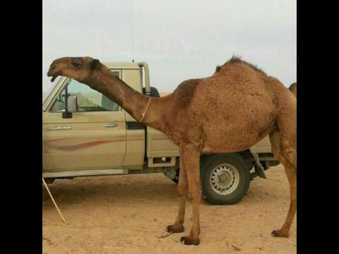 albl099's tweet photo. ألمالك قاسم بن برعوص http://t.co/5omgM5aYWk