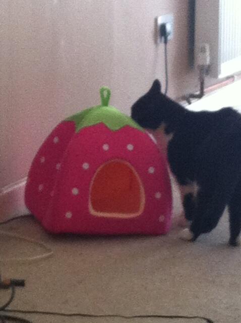 Jasmin Amber Bramley tweet media