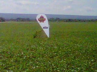 farmerjoe8's tweet image. “@carmanfarmer: Great looking beans south of Dauphin #thunderseeds #cruisermaxxvibrance http://t.co/ruFI6VOB6D” #BOOM
