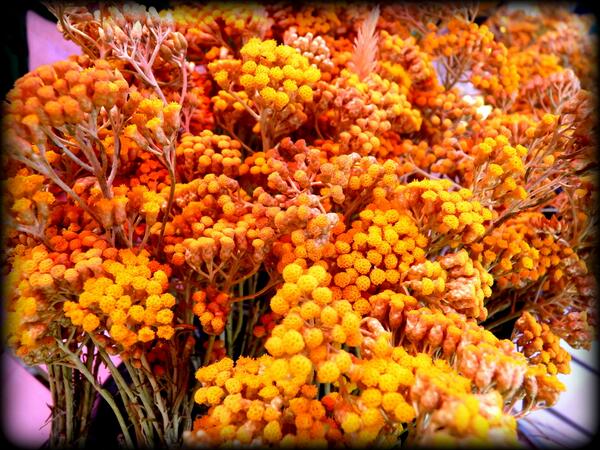 JA_Corse's tweet image. #Photo du jour #JeunesAgriculteurs #Corsica #Agriculture #PPAM #Immortelle #HelichrysumItalicum  #HuileEssentielle