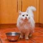 Go2Macazu's tweet photo. 10 Simple Rules to Know About Feeding Your Pet http://t.co/cCNqlNQhCj http://t.co/08Unru1dAZ