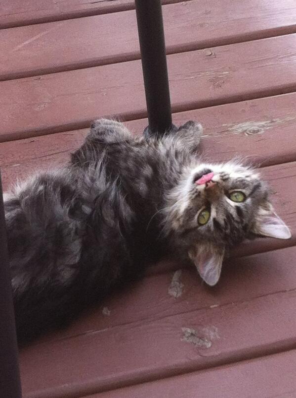 GuzooThreeHills's tweet photo. @Bianca_Kate Same cat! Marci's new owner send me some pictures of her today! She is doing great http://t.co/vtlbhgoHM7