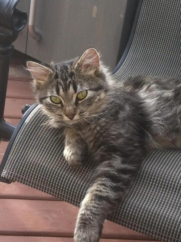 GuzooThreeHills's tweet photo. @Bianca_Kate @savetheguzoo Here is another picture that Marci's new owner sent me today! http://t.co/0xZUShkSBV