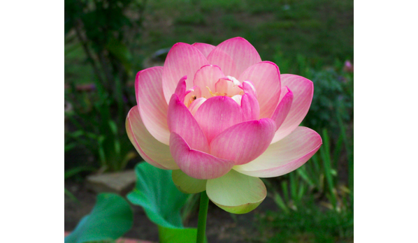 lyJanet's tweet photo. Upload photo with iShare app. http://t.co/WaEPXvByF2