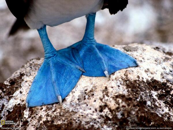Синие лапки. Голубоногая олуша. Blue Footed Booby птица. Птица с синими лапами. Лапы птиц.