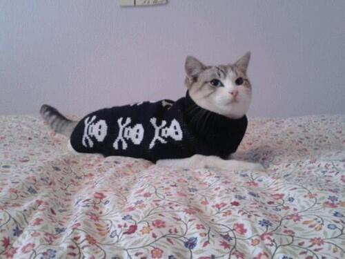 Yakisoba A Twitter ひょっとして この服 靴下の再利用じゃないんですか Http T Co 9p2saphg6i