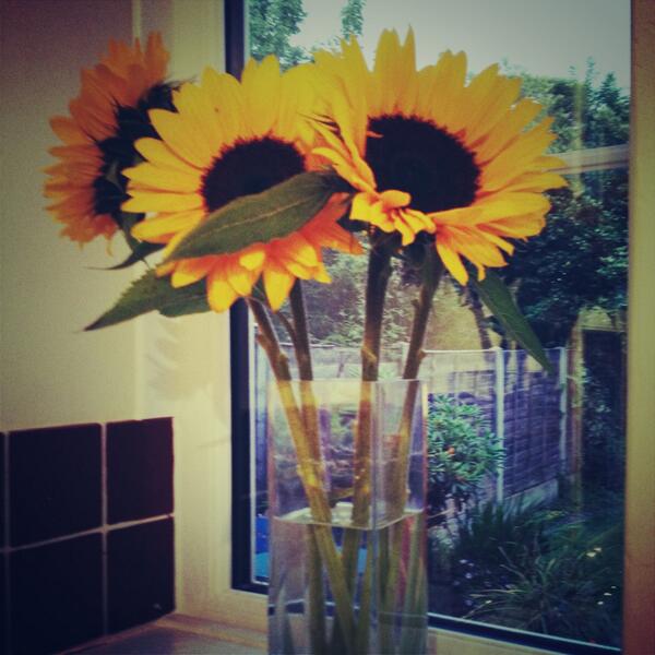 Cielo_Italian's tweet photo. “@JoBrain: @Cielo_Italian @ethosflower I love sun flowers ! #home http://t.co/EcRkrg1QJf”
Gorgeous!!!!!