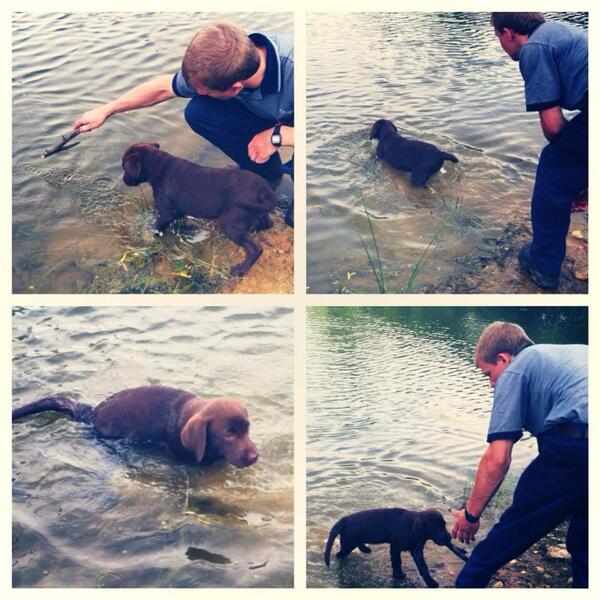 GunDogTraining tweet picture