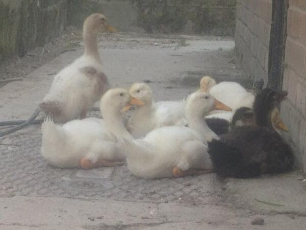 farms2ewe's tweet photo. Wayyy tooo hot for ducklings.. Hiding In the shade of the house! http://t.co/QoT1IjV6sJ