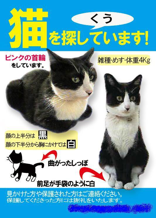 emma_rayzo's tweet photo. ★八王子で猫捜索中★
東京都八王子市千人町／くうちゃん／めす／白黒ハチワレで胸と四肢先が白、曲がった尻尾はまっくろけ／失踪時はピンクの首輪
飼主：@coololoさん
#迷い猫 #八王子 #ハチワレ https://t.co/xvr0zFKbLm
