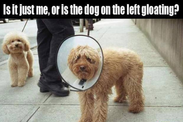 Hundbnb's tweet photo. Is it just me or is the dog on the left gloating? #pets http://t.co/PbuCNa7JkX