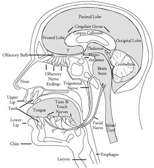 Understand Dysphagia tweet media
