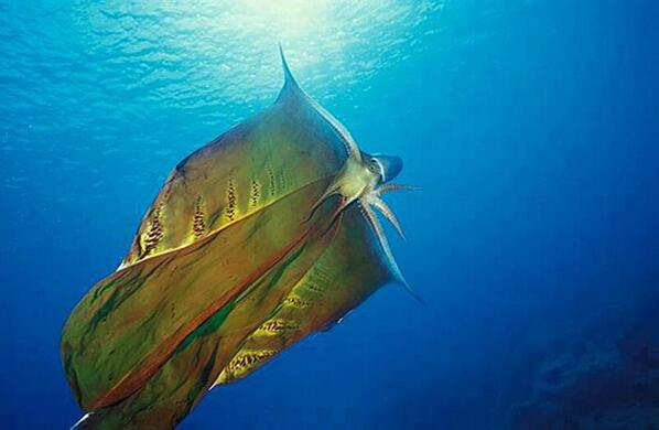 SchitzoAcademy's tweet photo. The very rare Blanket Octopus is pretty badass http://t.co/auDQzYrHVp