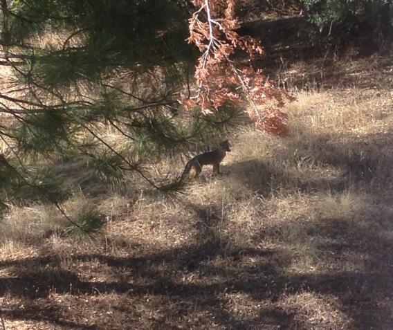 Omg there have been these baby coyotes running around my yard today, so freaking cute. http://t.co/u<a href="/tag/mvsales"class="tags"><span>#mvsales</span></a>