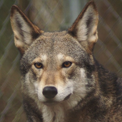 PredatorDefense tweet picture