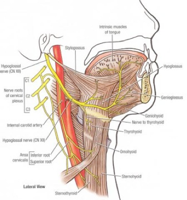 Understand Dysphagia tweet media