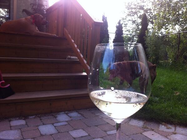 AVIppolito's tweet photo. Having a sip of wine for every shirtless man on a bicycle in the east end #puppybeerhour #needmorewine http://t.co/g8Q7PBvBQq