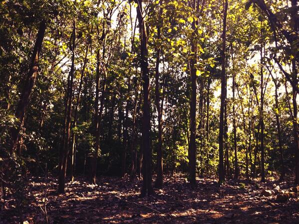 WAMLOGISTICS's tweet image. Looking for teak wood buyers (importers) from Asia, pls feel free to contact us.